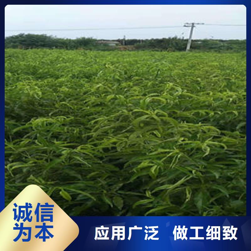楚雄 桃树苗源头厂家量大价优
