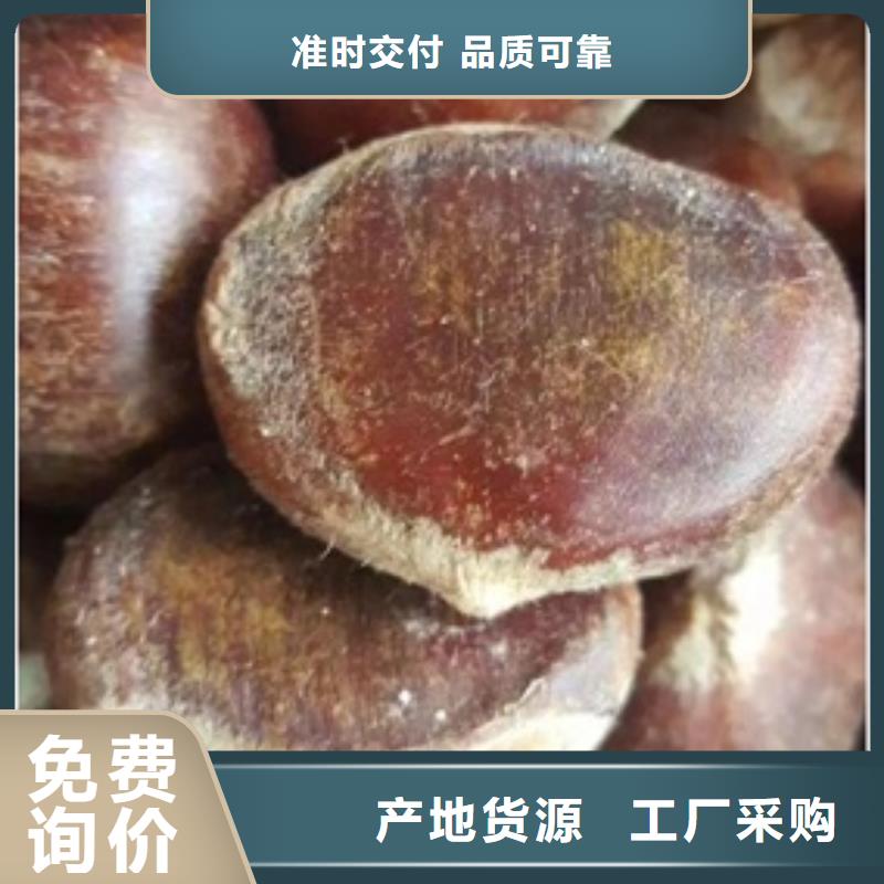 贵阳板栗苗山楂苗高品质诚信厂家