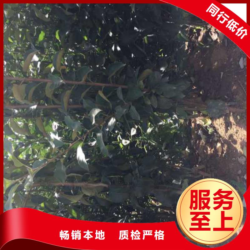 遵义苹果苗_山楂苗质量好