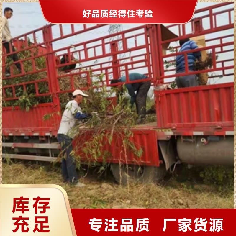 莱芜桃树泰山景松 造型景松真诚合作