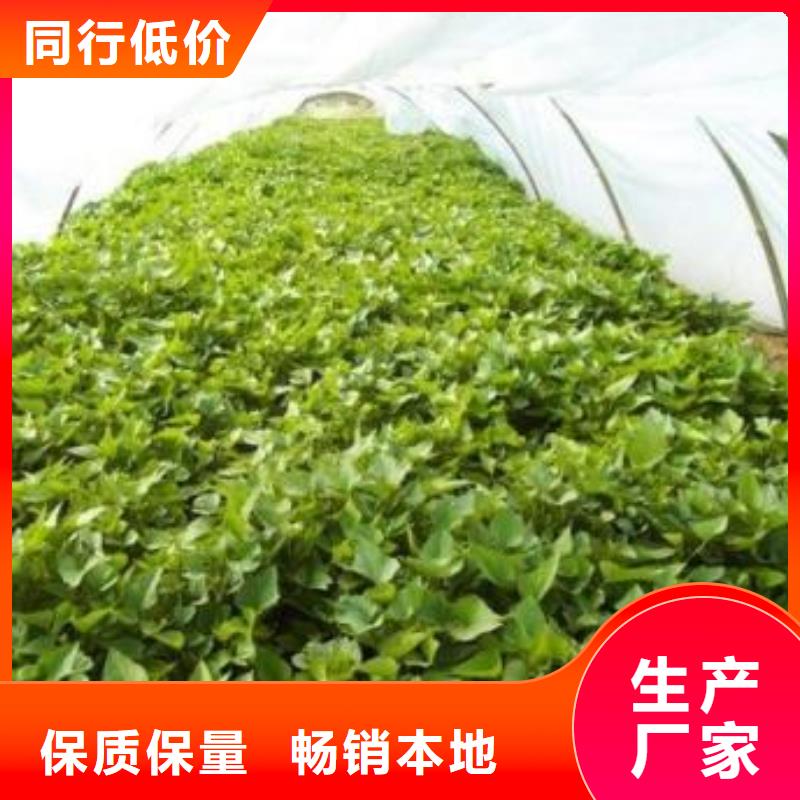 紫薯苗羽衣甘蓝粉拒绝差价厂家精选