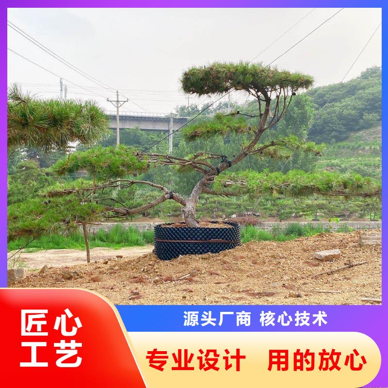 造型松【大型古松】细节之处更加用心同城公司