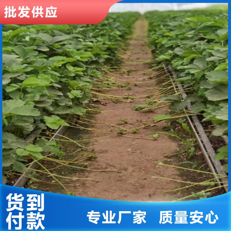 草莓苗【大棚草莓苗】价格合理一件也发货