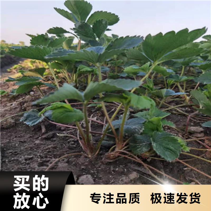 草莓苗-大棚草莓苗优选厂家优质原料