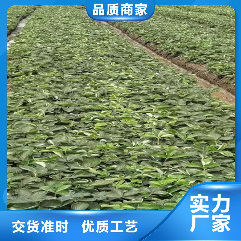 草莓苗【大棚草莓苗】可定制有保障规格齐全实力厂家