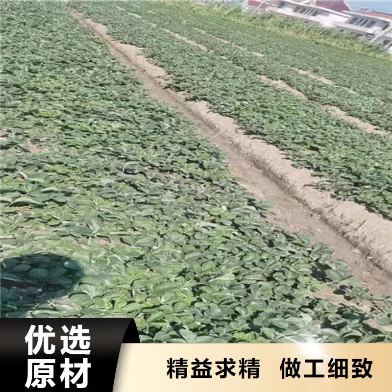 【草莓苗葡萄苗常年供应】本地生产商