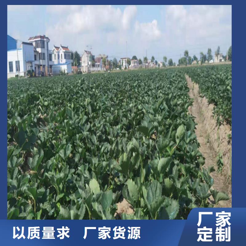 【草莓苗】板栗苗市场行情附近厂家