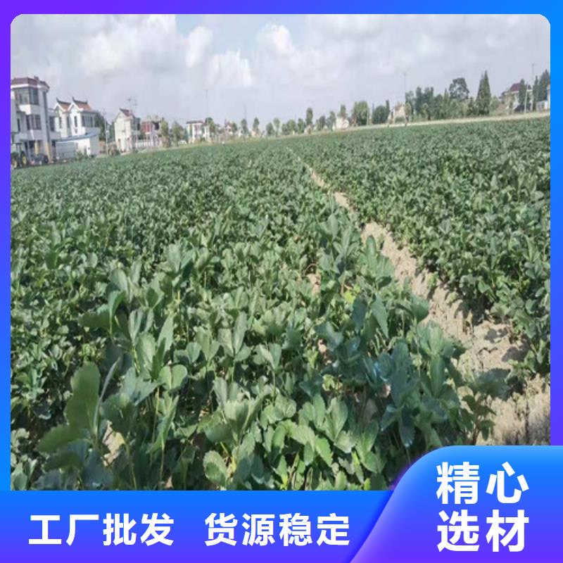 【草莓苗-蓝莓苗多家仓库发货】专业品质