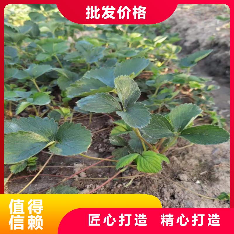 草莓苗大棚草莓苗厂家精选本地公司