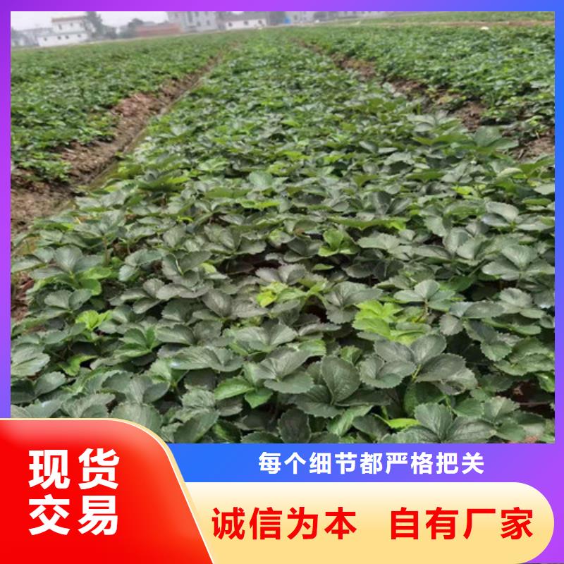 草莓苗_【烟福8苹果苗】极速发货厂家直营