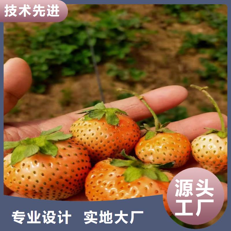 【草莓苗】山楂树苗质量为本库存量大