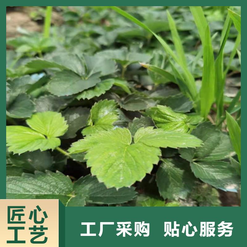 【草莓苗香椿树苗厂家经验丰富】本地生产商