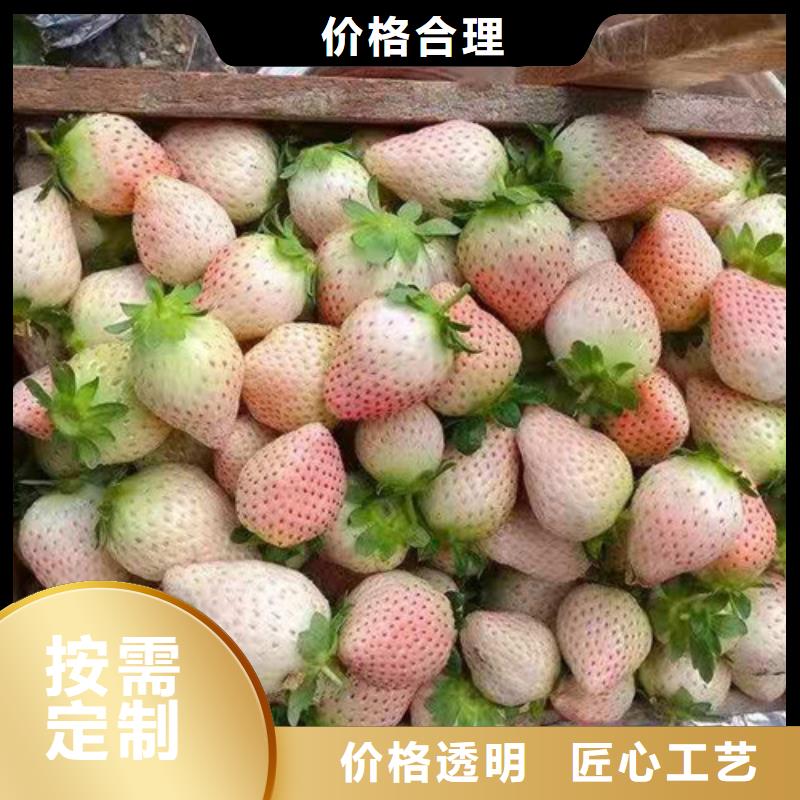 草莓苗大棚草莓苗品质保证源头厂家量大价优