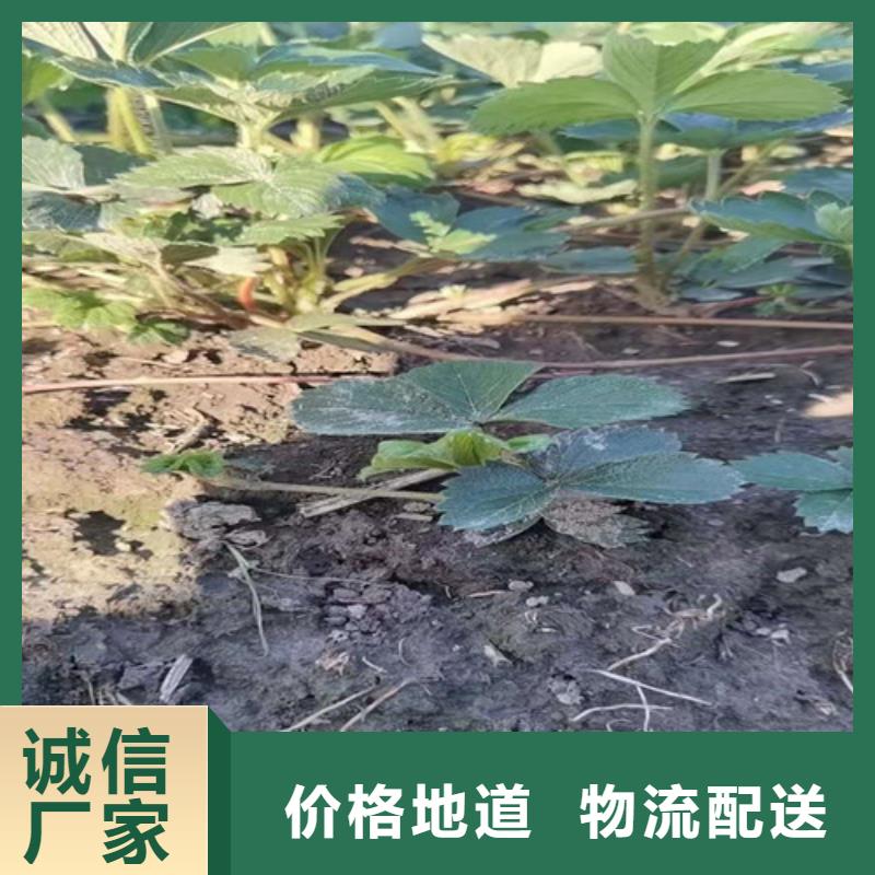 草莓苗【猕猴桃苗】源头厂家来图定制本地公司