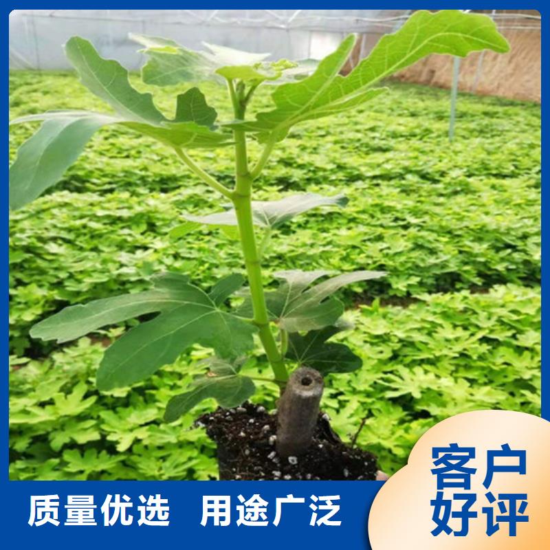 无花果,樱桃树苗信誉有保证现货快速采购