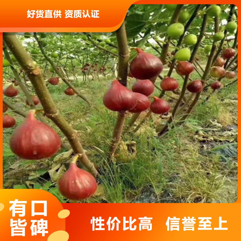 【无花果,葡萄苗买的放心安兴用的舒心】源厂定制