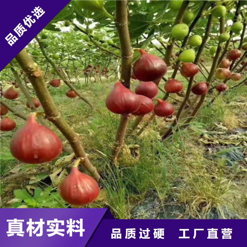 无花果_大棚草莓苗免费安装销售的是诚信