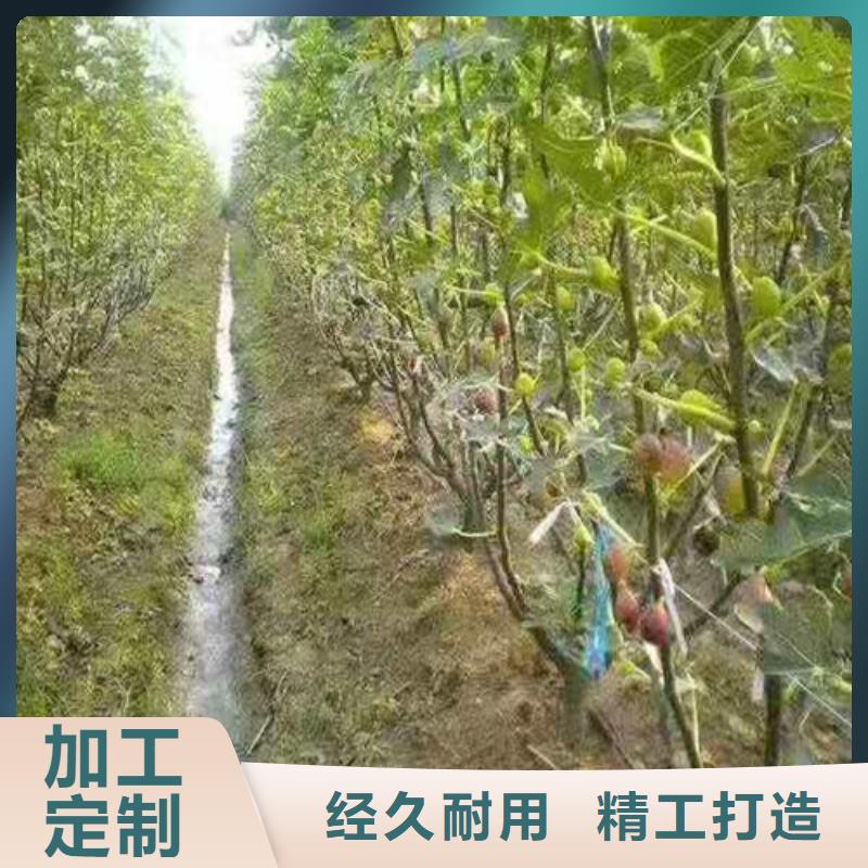 【无花果】红耔山楂苗老客户钟爱实力厂商