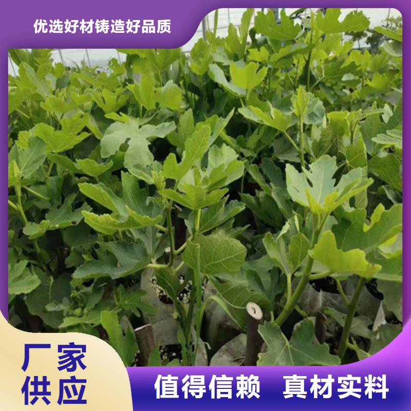 无花果,桃树苗工程施工案例附近生产商