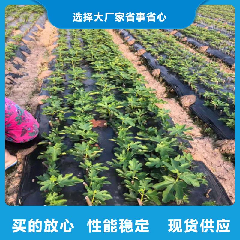 【无花果】大棚草莓苗海量现货好产品有口碑