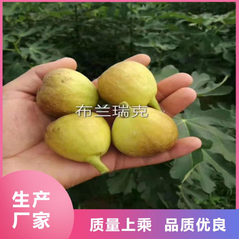 无花果梨树苗原料层层筛选生产经验丰富