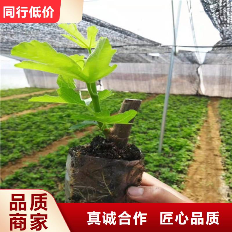 无花果【大棚草莓苗】大量现货附近经销商