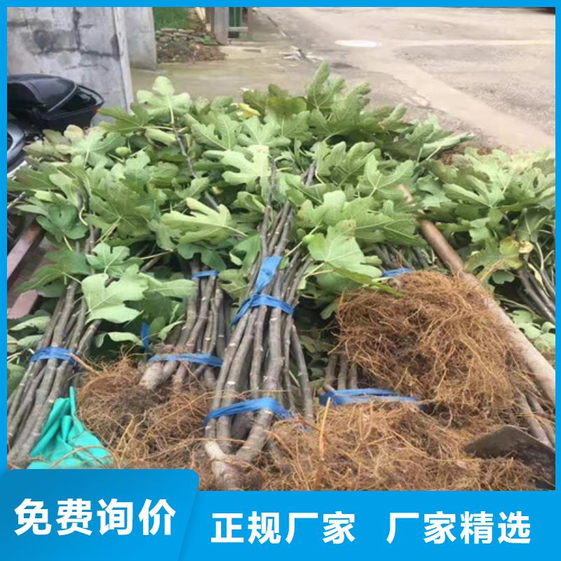 无花果金银花苗好产品价格低厂家精选