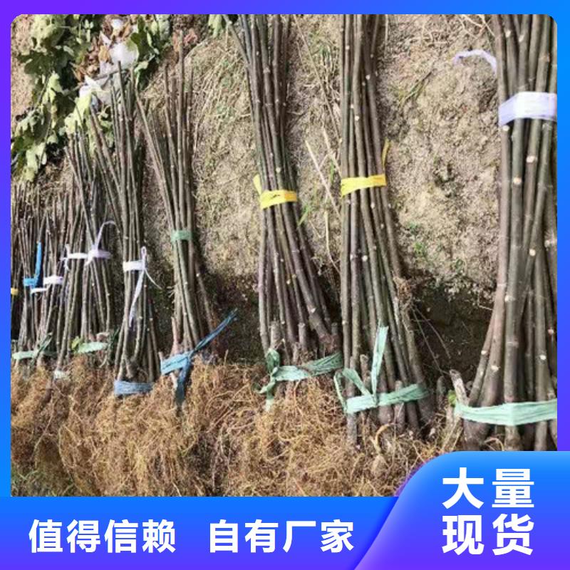 无花果【大棚草莓苗】大品牌值得信赖当地供应商