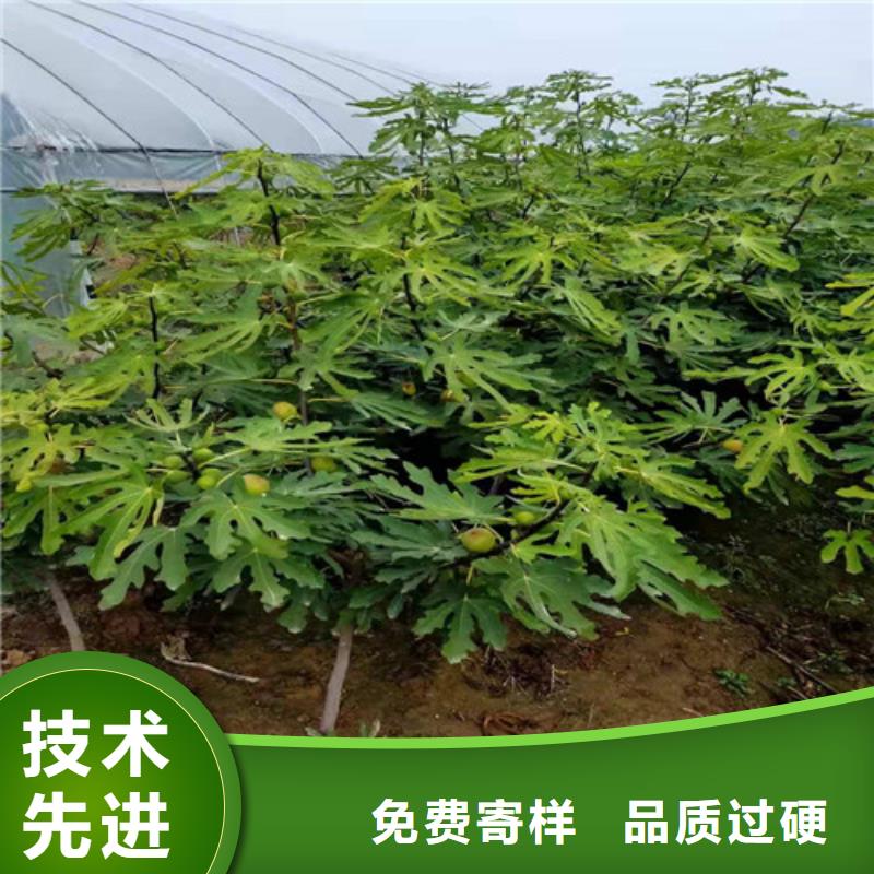 无花果-海棠盆景苗工厂现货供应附近生产商