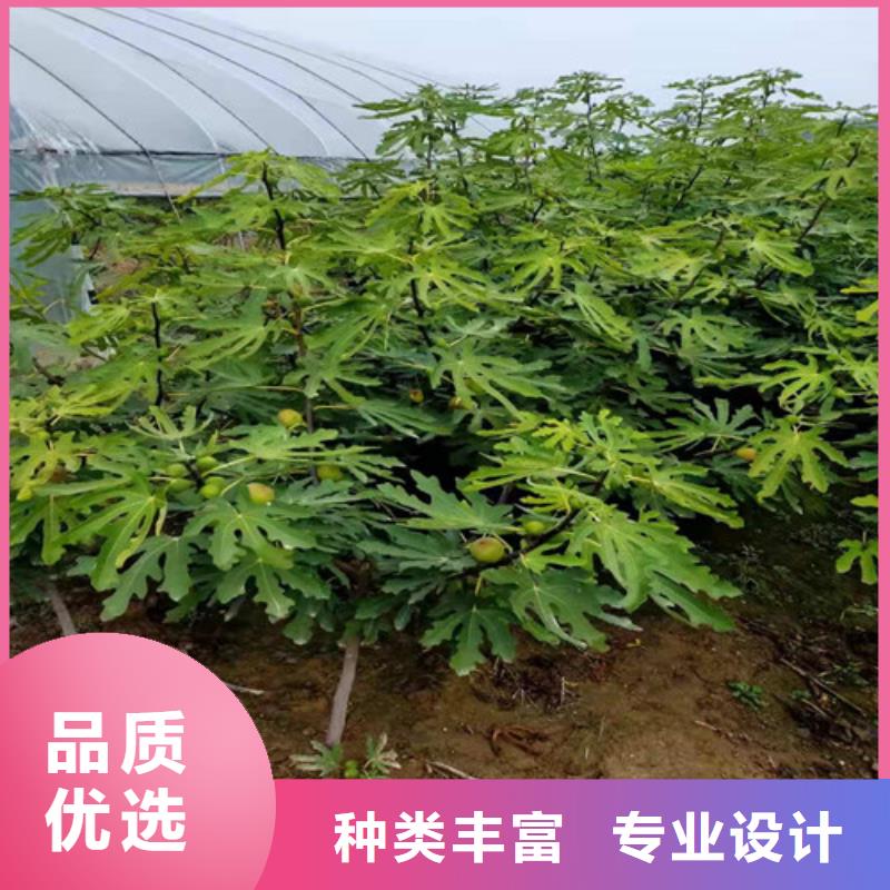 无花果【金银花树苗】优选厂家实力工厂