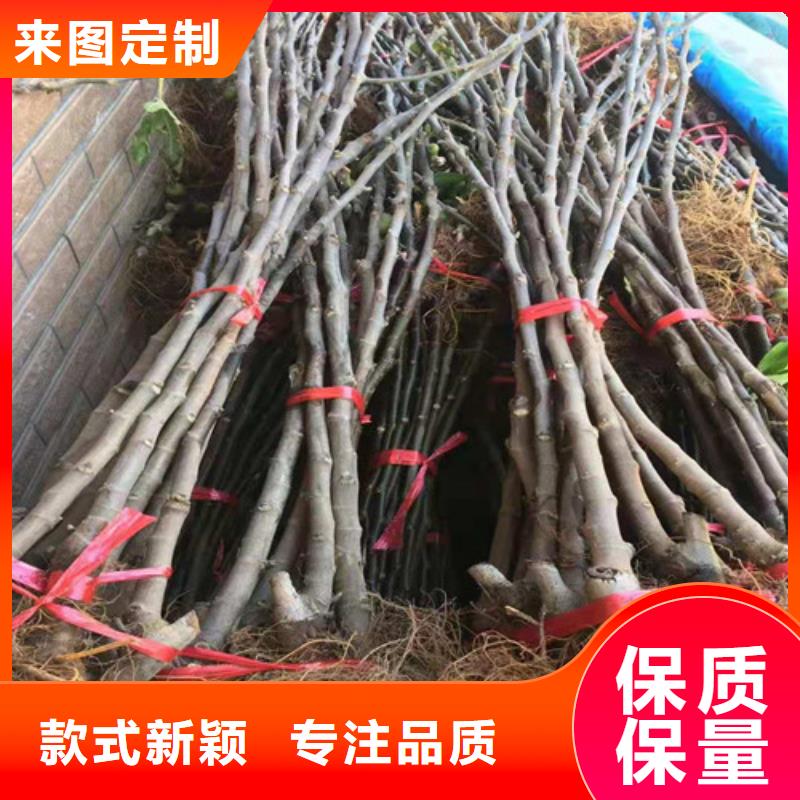 无花果草莓苗多年行业经验同城公司