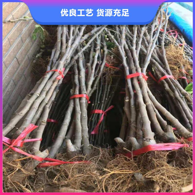 无花果翠冠梨苗质量优选批发价格