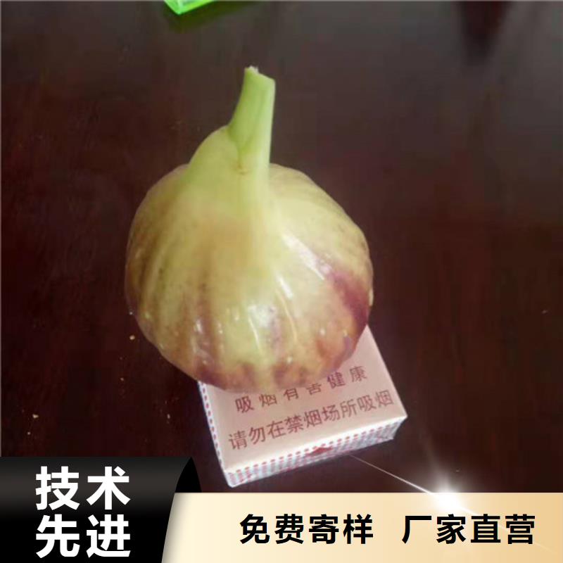 无花果大棚草莓苗厂家自营源头厂家直销