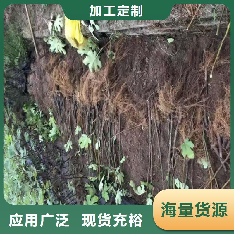 无花果猕猴桃苗源头厂家实体诚信经营