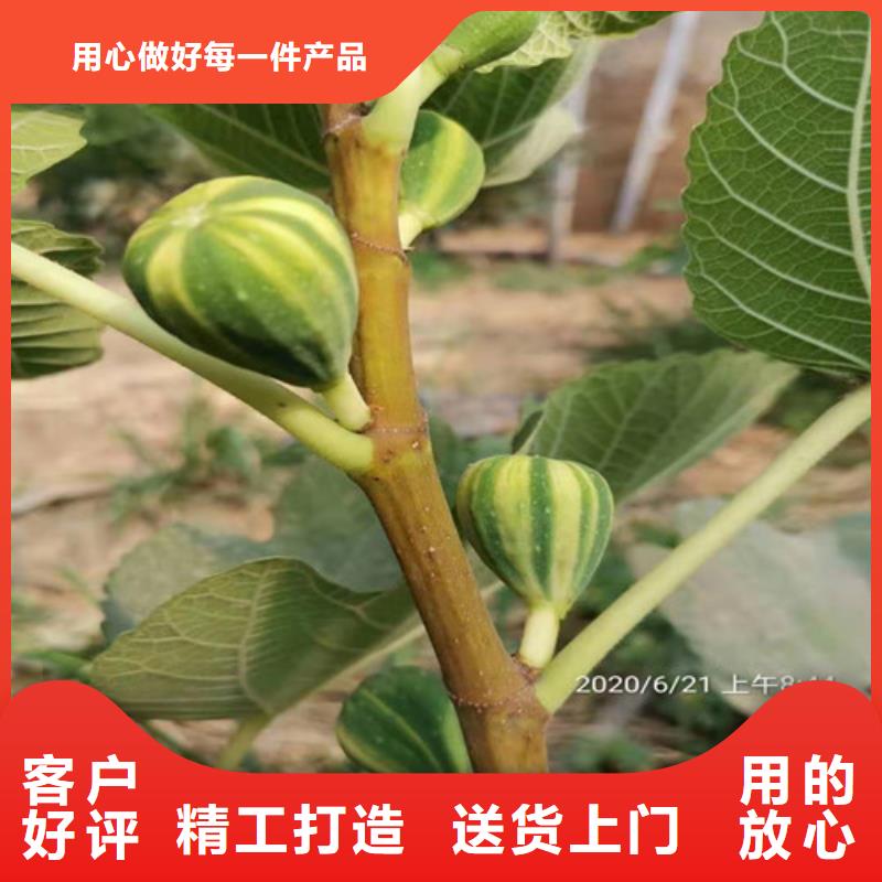 【无花果】,烟福8苹果苗大量现货供应工厂自营