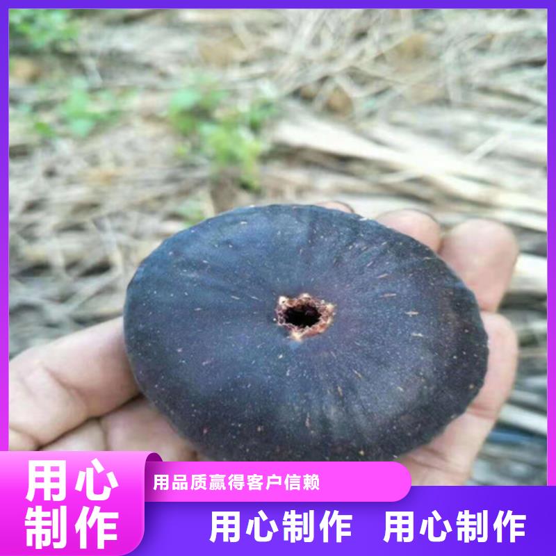 无花果樱桃苗性价比高海量库存