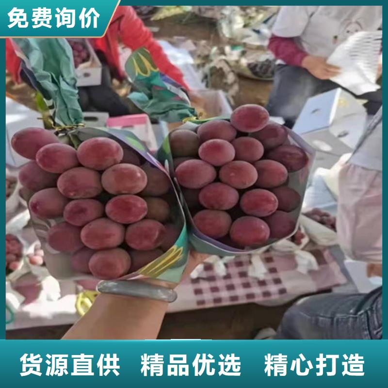 葡萄桃树苗匠心品质当地公司