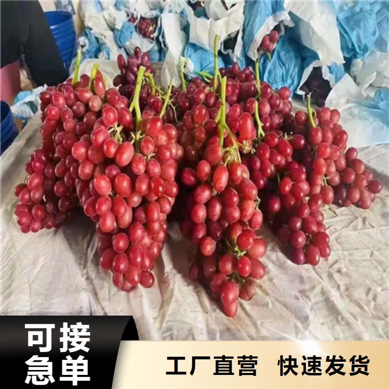 【葡萄】金银花树苗产品性能N年专注