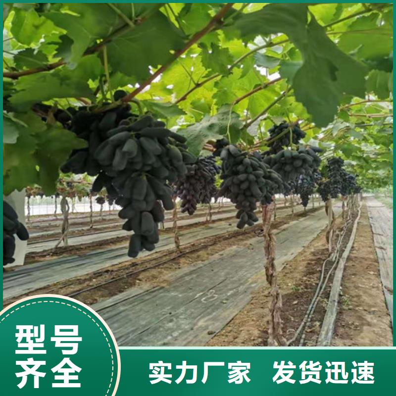 葡萄大棚草莓苗质量安全可靠真材实料诚信经营