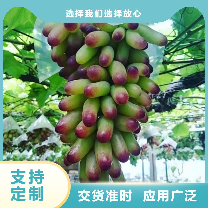 葡萄-山楂苗质量优选产品优良