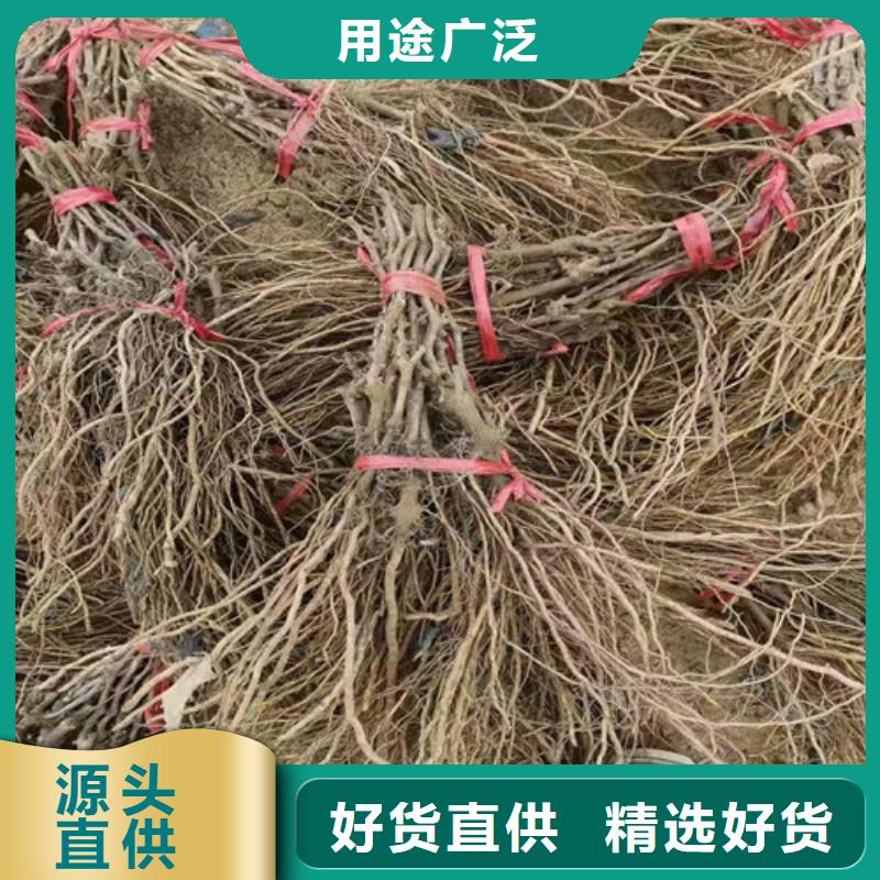 葡萄大棚草莓苗价格实在用心做产品