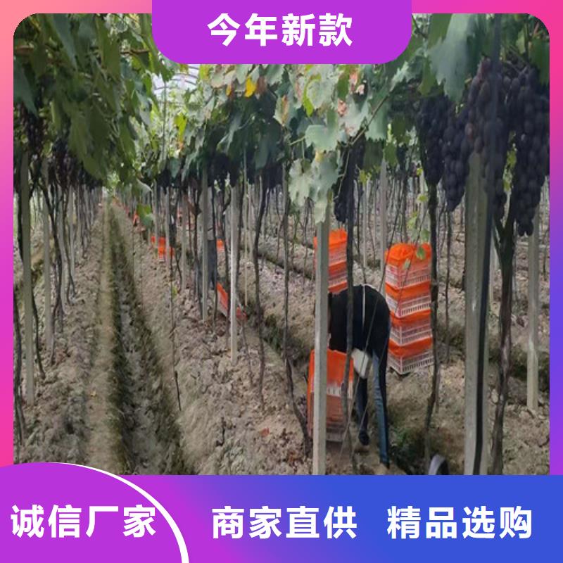 【葡萄_油蟠7-7欢迎来电咨询】质量为本