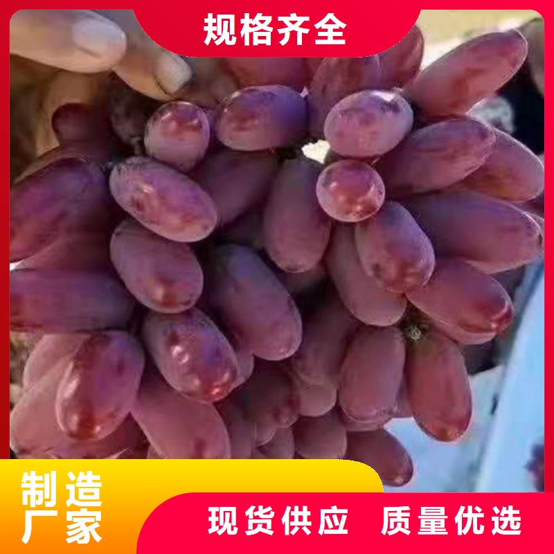 【葡萄草莓苗质检严格】物美价优