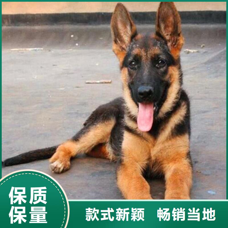自贡德国牧羊犬马犬厂家新品