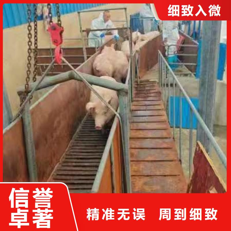 泗阳县到邯郸活禽运输无忧