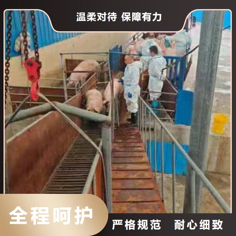 鹤壁到鹤壁猪只运输专用车无损