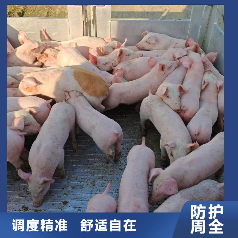 宿迁到新华种猪运输经验丰富