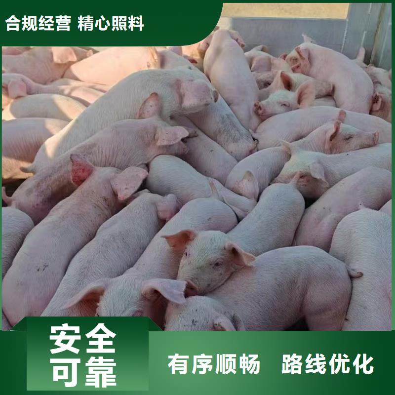 宿迁市泗阳到枣庄恒温车运输资源充足