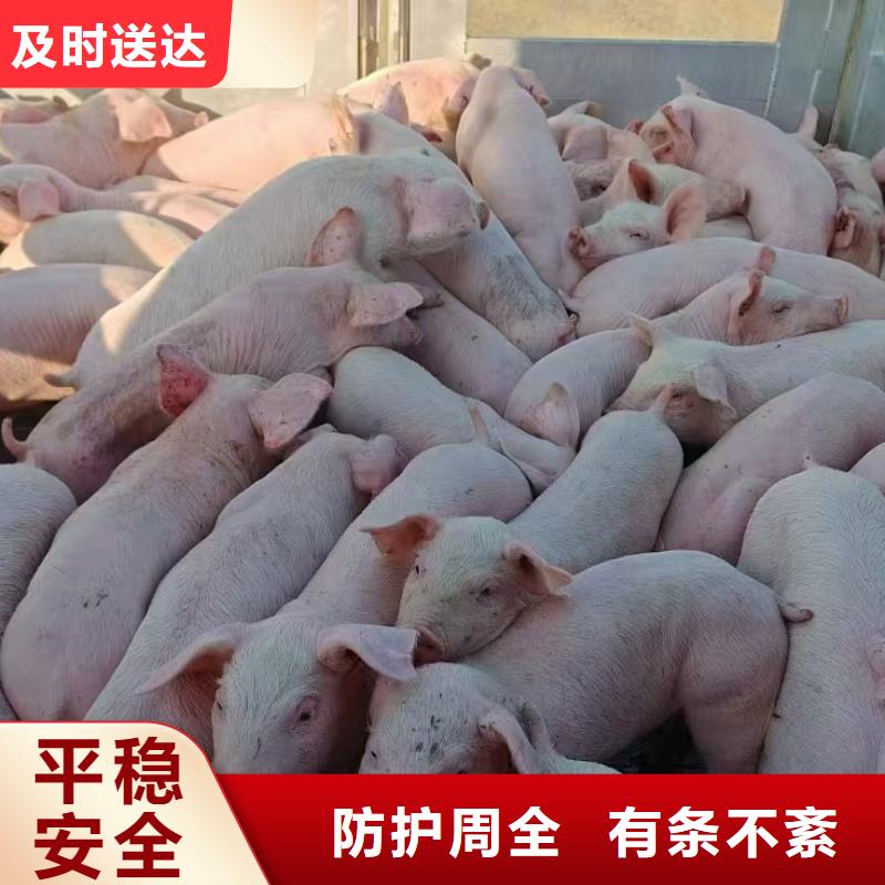 宿迁市泗阳到台州畜禽物流专人负责