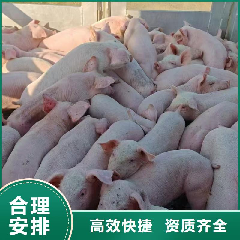 潍坊到铜仁散装料专用车细致入微